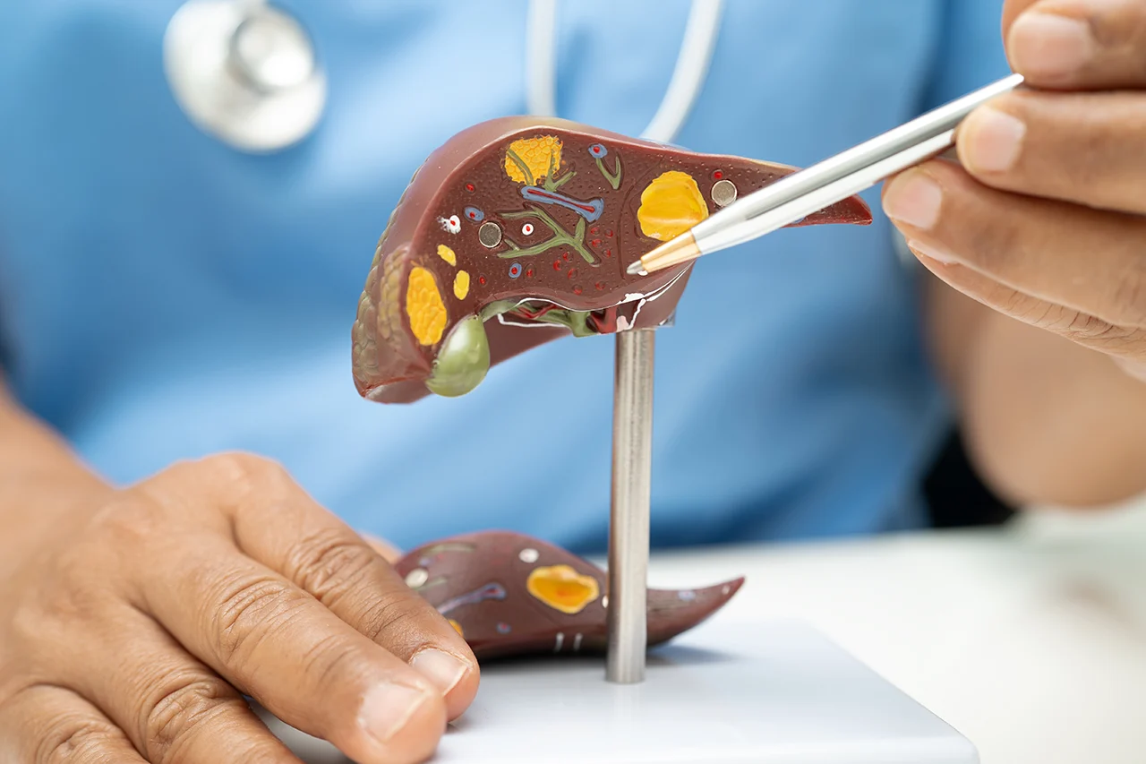 Doktor-zeigt-eine-leber